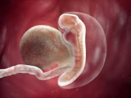Hình ảnh siêu âm thai nhi 1 tháng tuổi