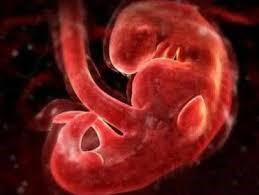 Hình ảnh siêu âm thai nhi 1 tháng tuổi 3