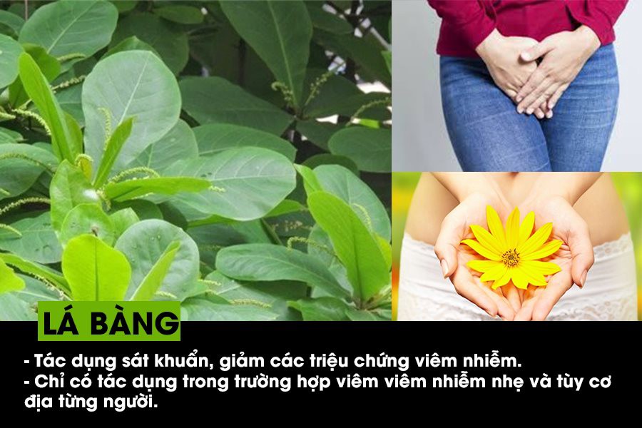 Chữa viêm lộ tuyến bằng lá bàng thực hiện như thế nào?